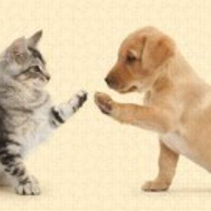 Meet your Posher, Donald